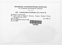 Cumminsiella mirabilissima image